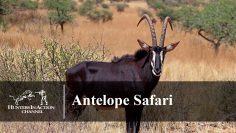 Antelope-Safari-Part1234