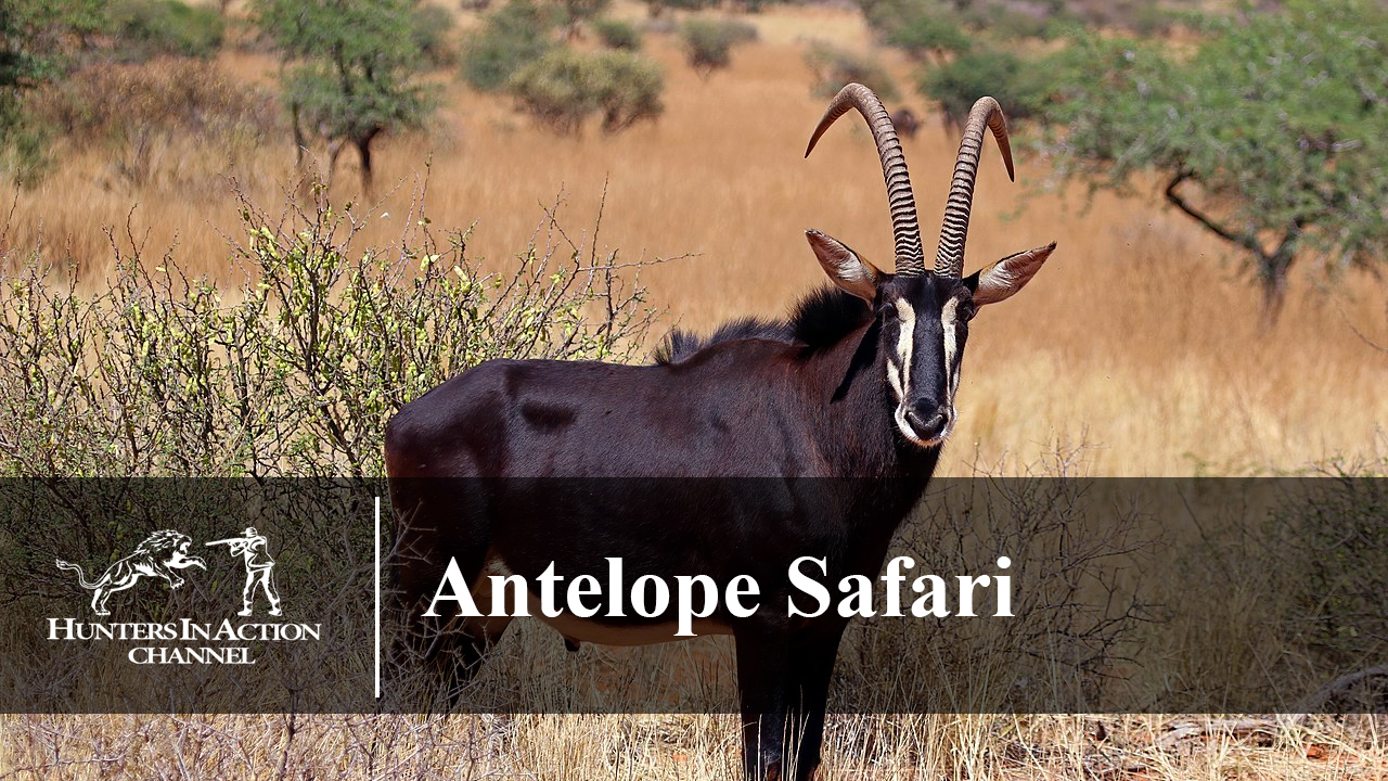 Antelope-Safari-Part1234