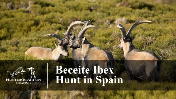 Beceite-Ibex-Spain