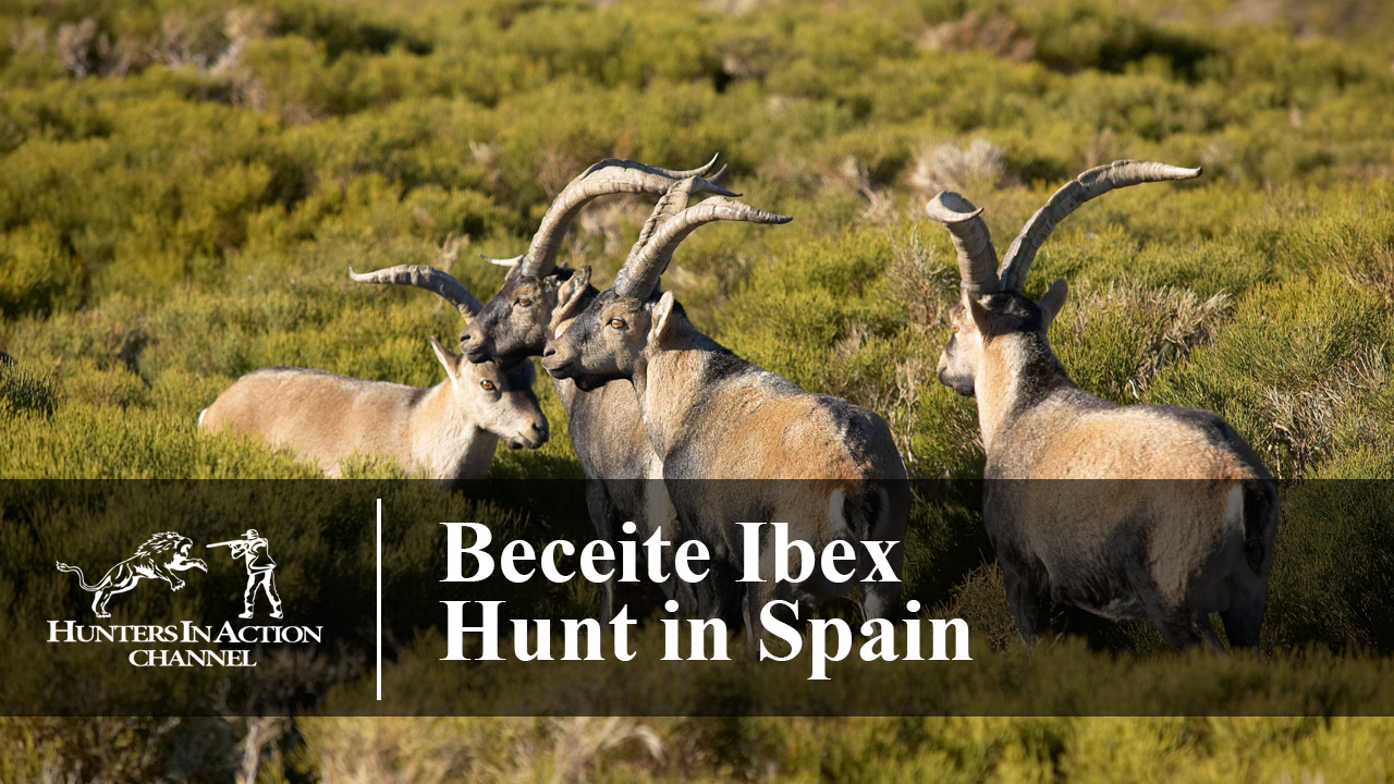 Beceite-Ibex-Spain