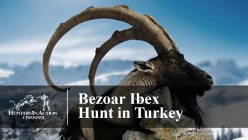 Bezoar-ibexTurkey