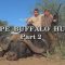 Cape Buffalo Hunt – Part 2