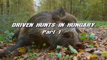Driven-Hunts-in-Hungary—Part-1