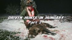 Driven-Hunts-in-Hungary—Part-2