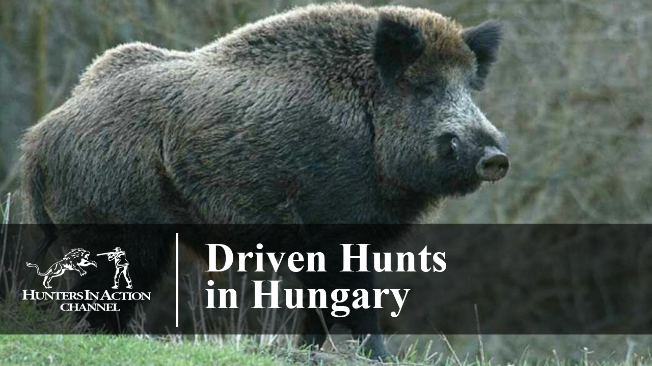 Driven-Hunts-in-Hungary