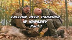 Fallow-Deer-Paradise-in-Hungary—Part-1