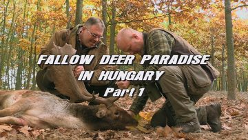 Fallow-Deer-Paradise-in-Hungary—Part-1