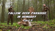 Fallow-Deer-Paradise-in-Hungary—Part-2