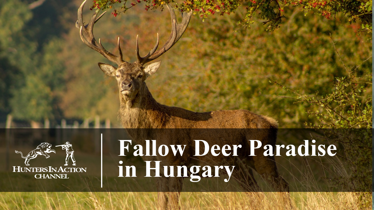 Fallow-Deer-Paradise-in-Hungary