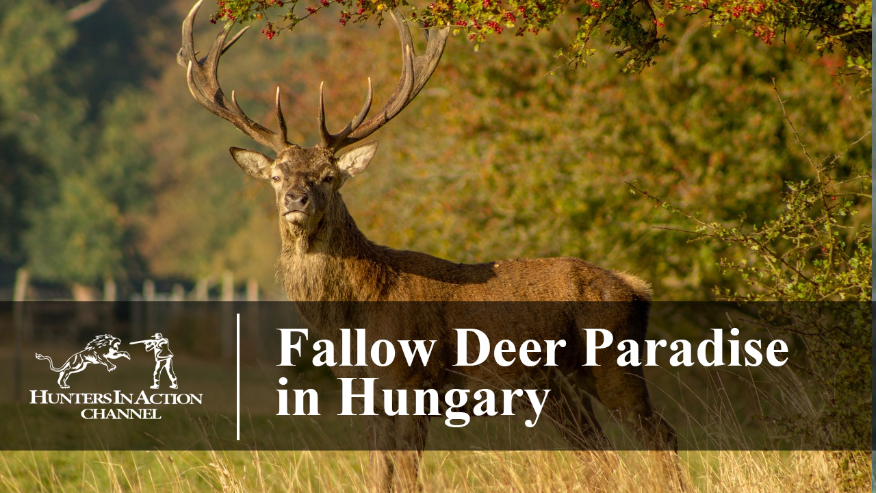 Fallow-Deer-Paradise-in-Hungary