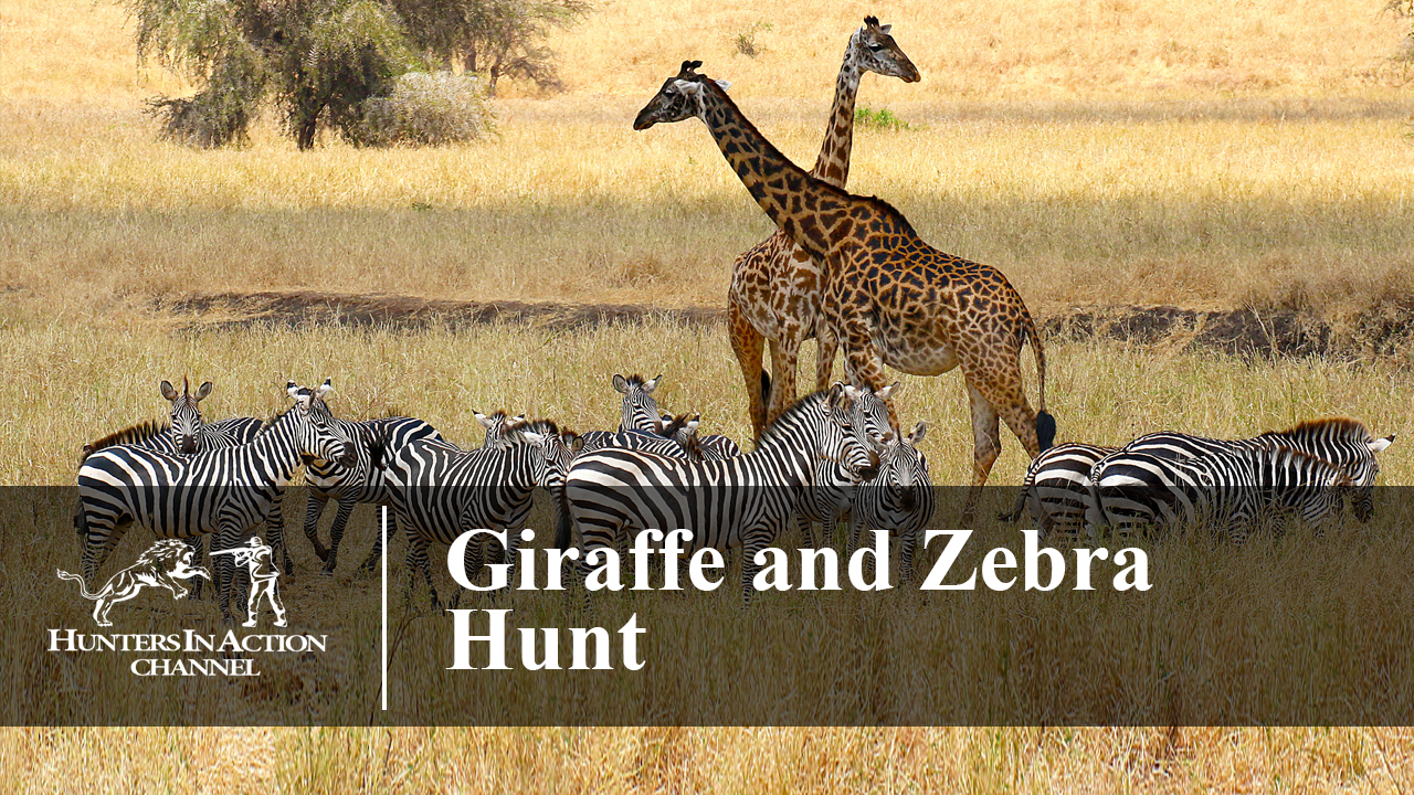 Giraffe-and-Zebra-Hunt