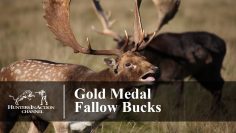 Gold-Medal-Fallow-Bucks