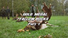 Gold-Medal-Fallow-Bucks—Part-1