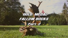 Gold-Medal-Fallow-Bucks—Part-2