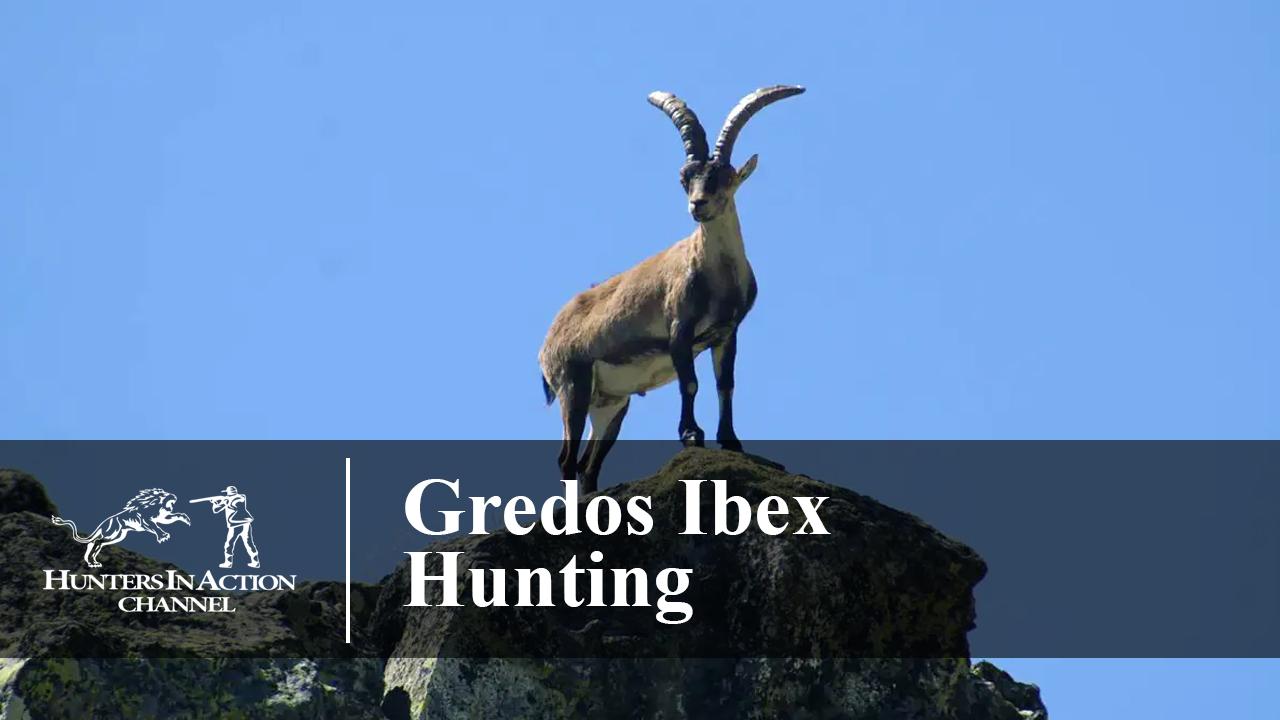 Gredos-Ibex-Hunting