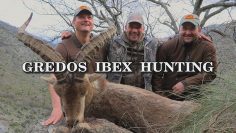 Gredos-ibex-hunting