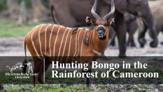Hunting-Bongo-in-the-Rainforest-of-Cameroon
