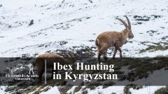 Ibex-hunting-in-Kyrgyzstan