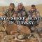 Konya Sheep Hunting in Turkey