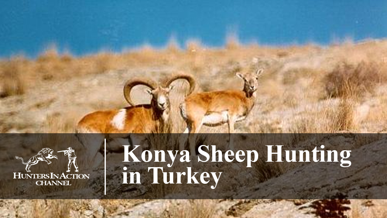 Konya-Sheep-Hunting-in-Turkey1