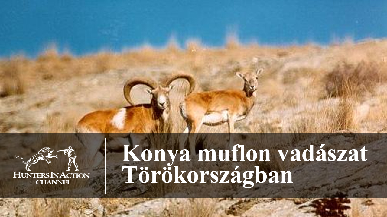 Konya-muflon-vadászat-Törökországban2