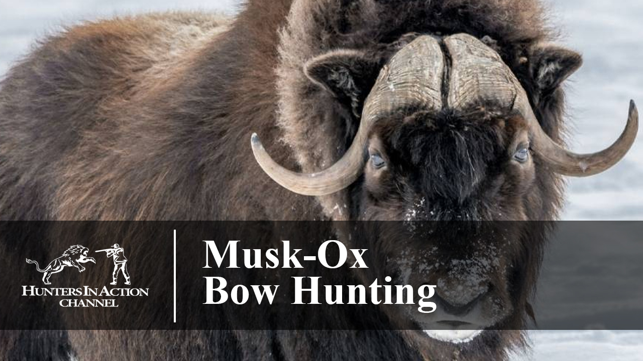 Musk-Ox-Bow-Hunting