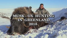 Musk-Ox-Hunting-in-Greenland-2018