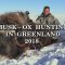 Musk Ox Hunting in Greenland 2018