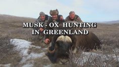 Musk-Ox-Hunting-in-Greenland