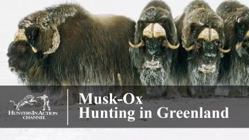 Musk-Ox-hunting-in-Greenland