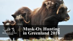 Musk-ox-hunt-in-Greenland-2018