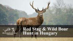 Red-Stag-Hunting-in-Hungary