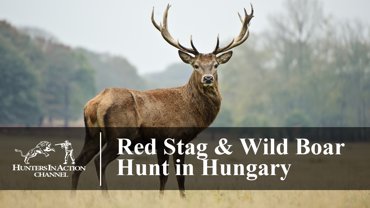 Red-Stag-Hunting-in-Hungary