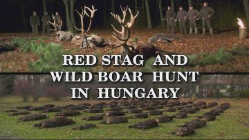 Red-Stag-and-Wild-Boar-Hunt-in-Hungary