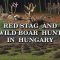 Red Stag and Wild Boar Hunt in Hungary