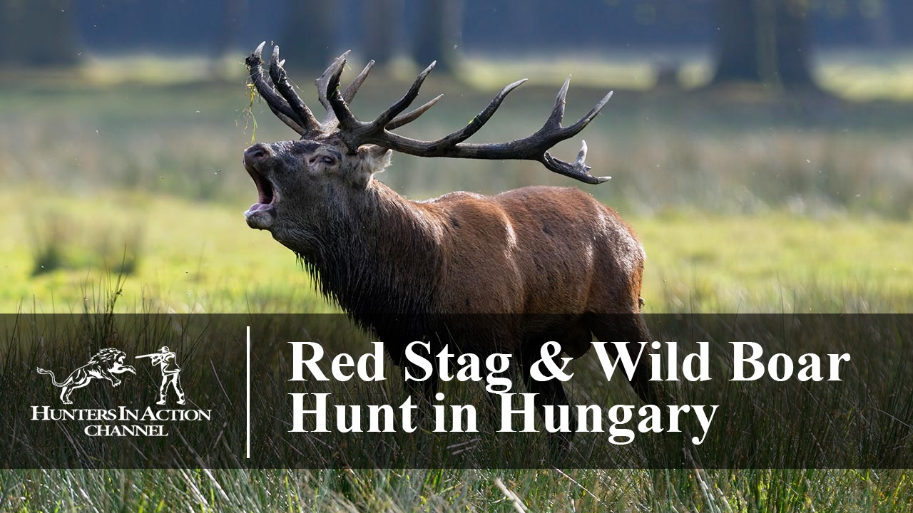 Red-stag-and-wild-boar-hunt-in-Hungary