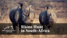 Rhino-Hunt-in-South-Africa