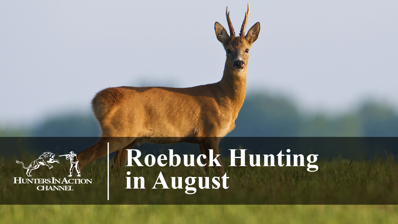 Roe-Buck-Hunting-in-August-
