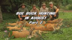 Roebuck-Hunting-in-August—Part-2
