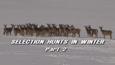 Selection-Hunts-in-Winter—Part-2