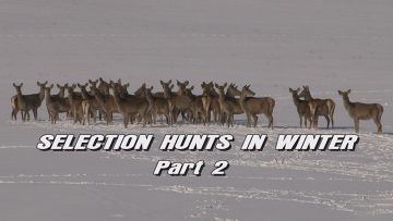 Selection-Hunts-in-Winter—Part-2