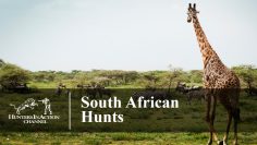 South-African-Hunts