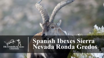 Spanish-Ibexes-Sierra-Nevada-Ronda-Gredos
