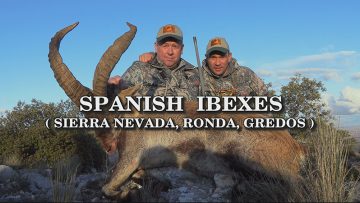 Spanish-Ibexes-Sierra-Nevada-Ronda-Gredos