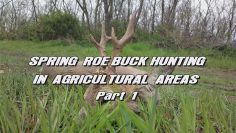 Spring-Roe-Buck-Hunting-in-Agricultural-Areas—Part-1