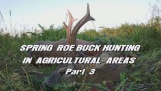 Spring-Roe-Buck-Hunting-in-Agricultural-Areas—Part-3