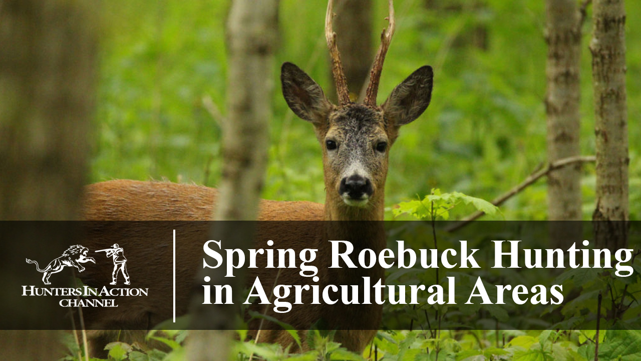 Spring-Roe-Buck-Hunting-in-Agricultural-Areas