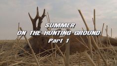 Summer-on-the-Hunting-Ground—Part-1