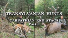 Transylvanian-Hunts-Carpathian-Red-Stags