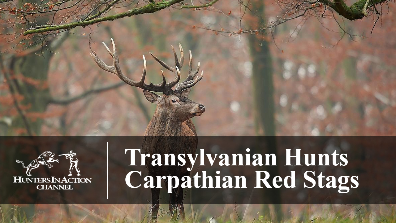 Transylvanian-hunts—Carpathian-red-stags